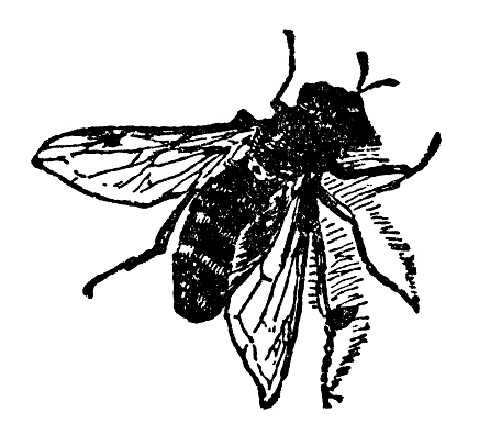 A Hairy-eyed Flower Fly insect (syrphus torvus). Vintage etching circa 19th century.