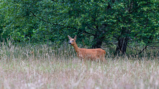 Daytime side view close-up of a single female roe deer (Capreolus Capreolus) standing still in front of green trees, looking up from grazing