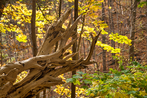 Fallen tree as if an sculpture, in Corolinian forest in Bruce Trail along Niagara Escarpment, Hamilton, Ontario, Canada