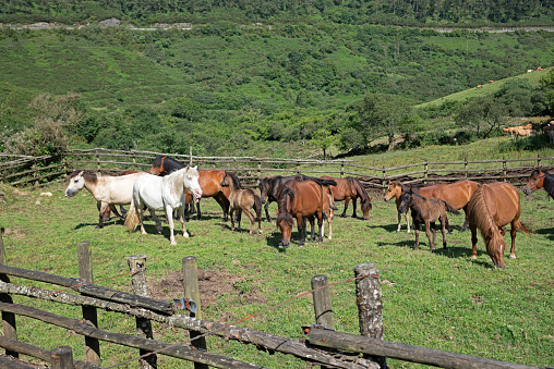 Horses in the festival of rapa das bestas, tradition in Galicia, Spain celebration consists of collecting the horses from the mountain, put them in the curro, shave them and mark them