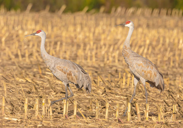 istock Sandhill Cranes In Farmers Field 1928059045