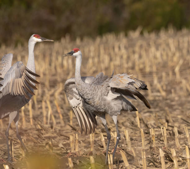 istock Sandhill Cranes In Farmer's Field 1928060619