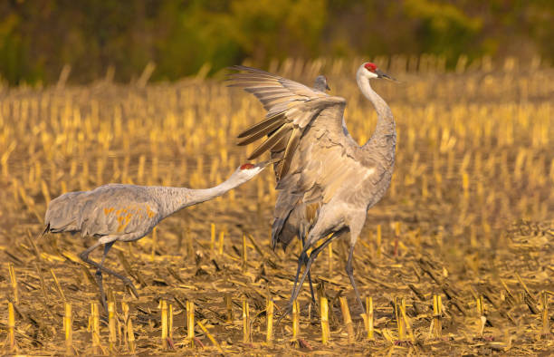 Sandhill Cranes In Farmer's Field