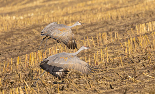 istock Sandhill Cranes Take Off Over Famer's Field 1928063729