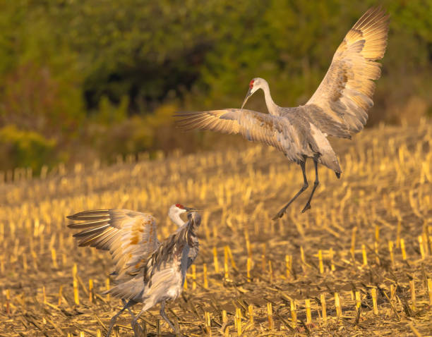 Sandhill Cranes In Farmer's Field