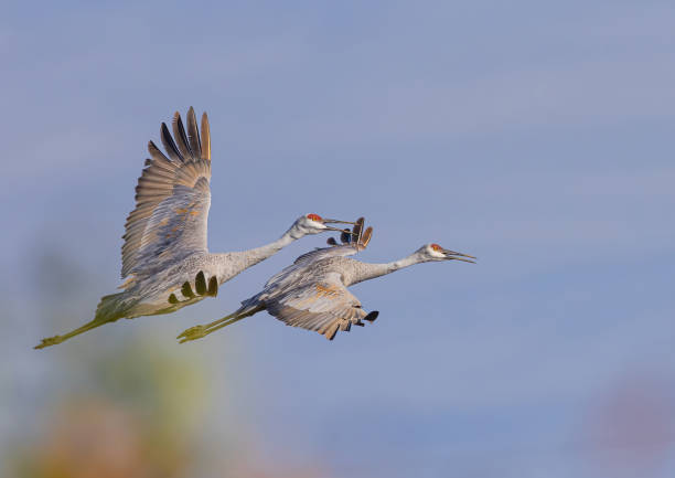 istock Sandhill Cranes Flying Over Famer's Field 1928065904