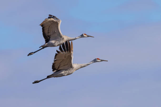 istock Sandhill Cranes Flying Over Famer's Field 1928065913