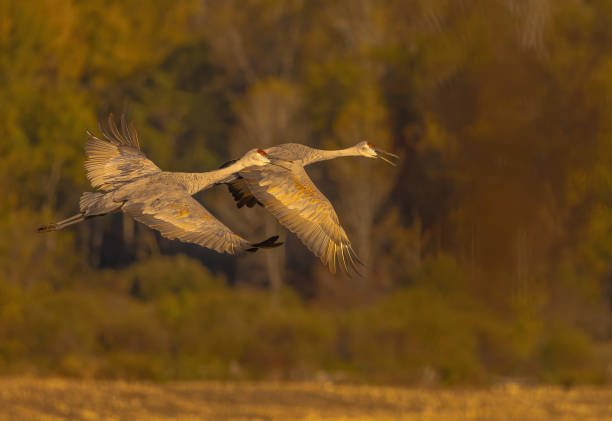 istock Sandhill Cranes Flying Over Farmer's Field 1928067002