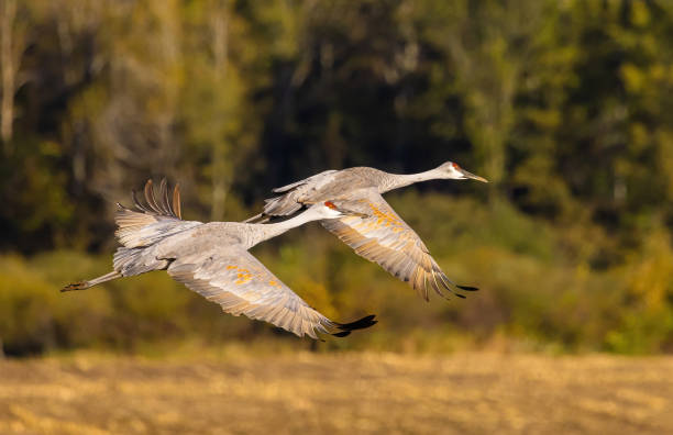 istock Sandhill Cranes Flying Over Famer's Field 1928067004