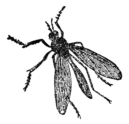 A crane fly insect (tipuloidea). Vintage etching circa 19th century.