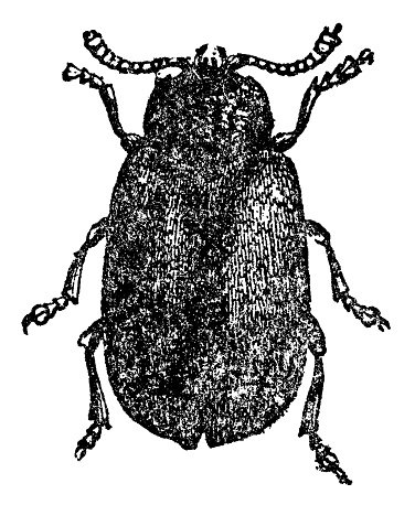 A Broad-shoulder Leaf Beetle insect (chrysomela populi). Vintage etching circa 19th century.