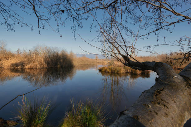 View of a swamp in a nature reserve, Varese.