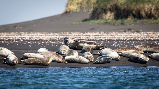 A colony of seals lies on a sandbank off the coast of Hvitserkur