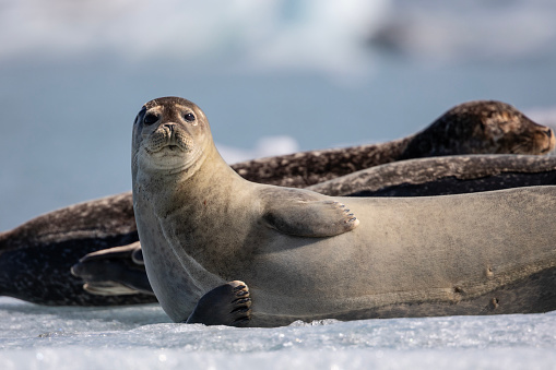 A sea seal stretches its head to the sky and two other sea seals lie on an ice floe in the Joekulsarlon glacier lagoon