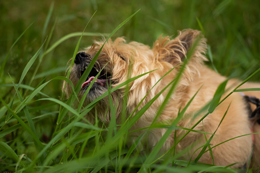 A small gold tan terrier takes a bite of tall green grass in the summer