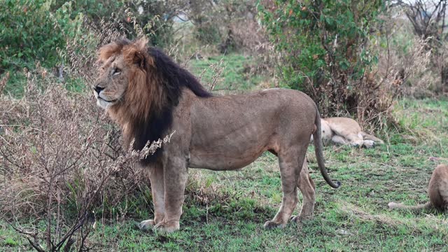 Male lion on the hunt for food at the Maasai Mara National Reserve in Kenya