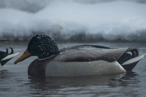 Drake (male) mallard swims in water of river in frosty winter day
