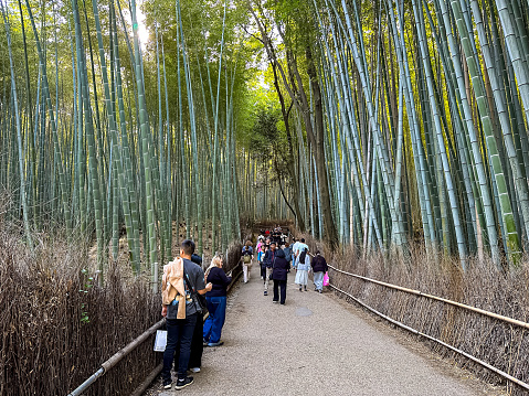 Kyoto, Japan - 09.11.2023. People are walking through famous bamboo grove or forest in Arashiyama, Kyoto, Japan. Tall bamboo trees with sunlight at the background at Arashiyama, one of the most famous tourist place in Kyoto, Japan.