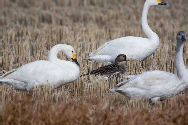 istock Greater white-fronted goose and swan in a winter rice paddy. 1928169822