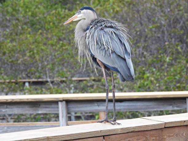 istock Great Blue Heron (Ardea herodias) - resting on a wood railing 1928204799