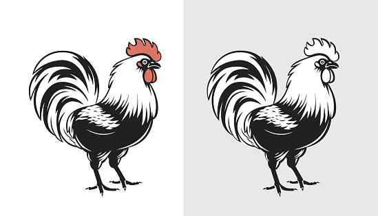 Rooster graphic design . Grunge label, sticker for the farms and manufacturing depicting roster. Grunge label for the chicken product. Farm painting. Cockerel. Vector illustration