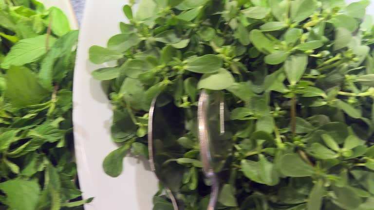 Variety of green leaf vegetables on brunch buffet