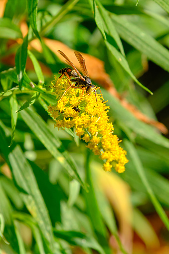 Northern paper wasp on a goldenrod flower