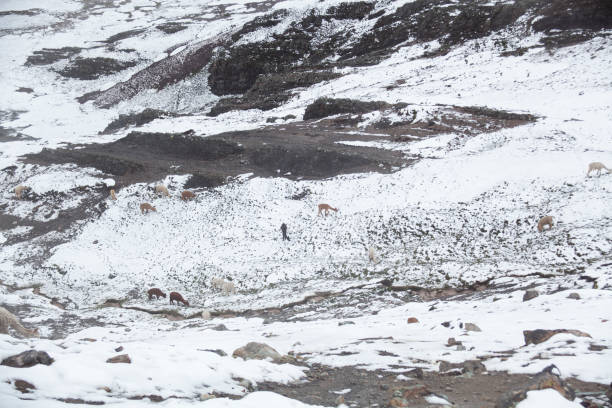 istock Alpaca and Llama on Rainbow Mountain trail with snow, Peru 1928248816