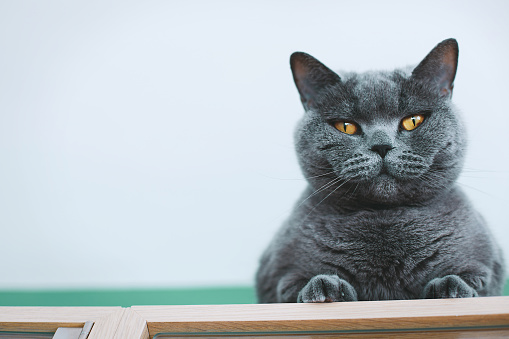 Close up of a cute gray cat sitting on a camping chair in a park, looking away, with a blurred green nature background.