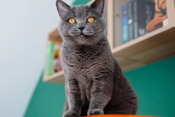 istock Portrait of a beautiful domestic cat 1928252000