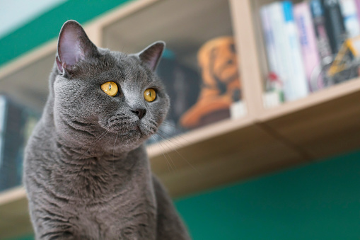 Portrait of a beautiful domestic cat in cozy home. British shorthair cat.