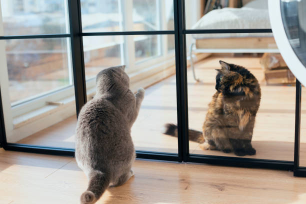 Two domestic kittens are playing at home.