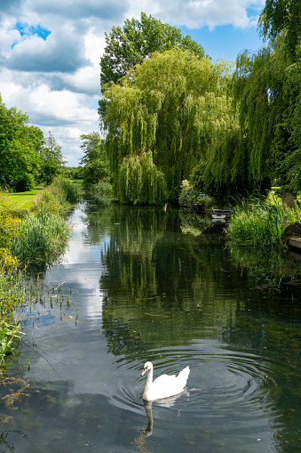 An image capturing the serene beauty of an English countryside river scene, highlighted by a gorgeous weeping willow tree gracefully draping its branches over the water. The tranquil setting, with the gentle flow of the river and the lush greenery, embodies the quintessential charm and pastoral elegance of the English landscape.