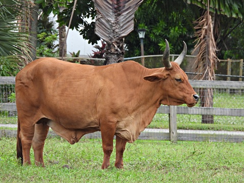 Longhorn X Red Brahman is referred to as a \