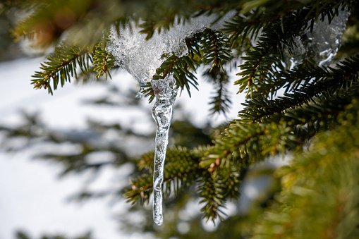 Close-up of an icicle on a spruce branch with spruce needles. Snow in the background