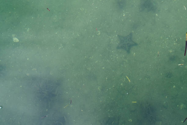 istock star fish on the ocean floor 1928283958