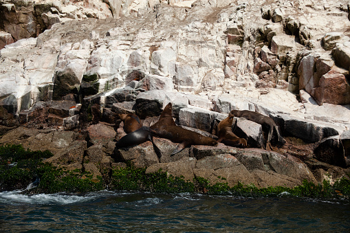 Seals on the rocks, Isole Ballestas, near Ica, Peru