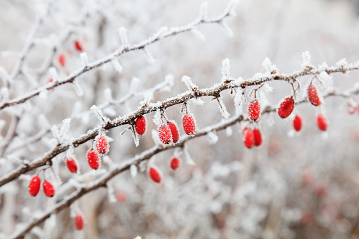 barberry fruit in frost and snow