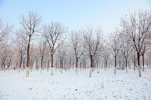 Winter scenery of northern China