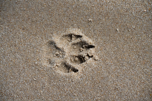 Dog Print in Sand