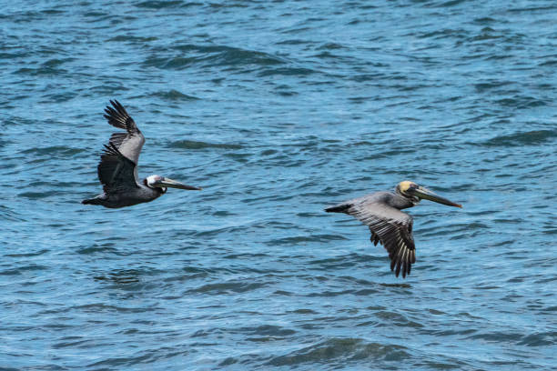 istock Two Pelicans skimming across Ocean, Closeup 1928303678