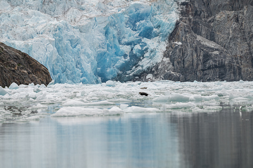 North Sawyer Tidewater Glacier Seals on the ice in the Tracy Arm inlet, Alaska, USA