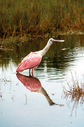 Roseate Spoonbill feeding in the central Florida wetlands.  The Roseate Spoonbill is 1 of 6 species of spoonbills in the world and the only one found in the Americas.