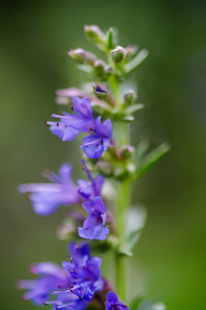 istock salvia officinalis flowers on a meadow in the summer. Selective focus 1928334140