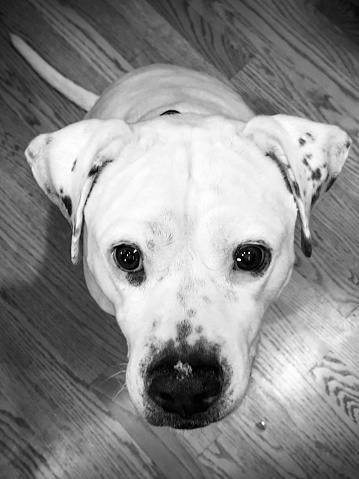 A black and white image of a white American Bulldog sitting attentively on an indoor wood floor staring directly into the camera while snowflakes melt on his nose.