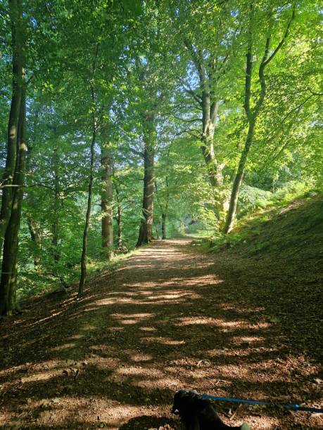 istock Sunny day in the woods 1928343335