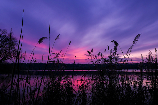 Silhouette of vegetation in front of the water.