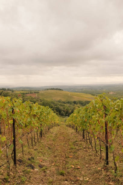 istock Scenic view of vineyards and hills 1928368413
