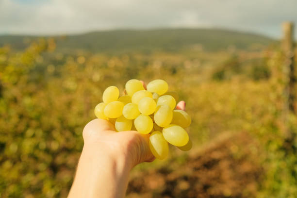istock Hand holds bunch of green grapes 1928370013