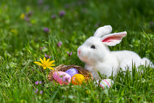 Easter bunny hides Easter eggs in the green grass on sunny day. Funny springtime landscape. Easter eggs hunt concept.